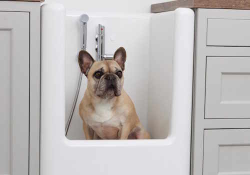 dog in shower